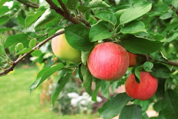 Apple-tree