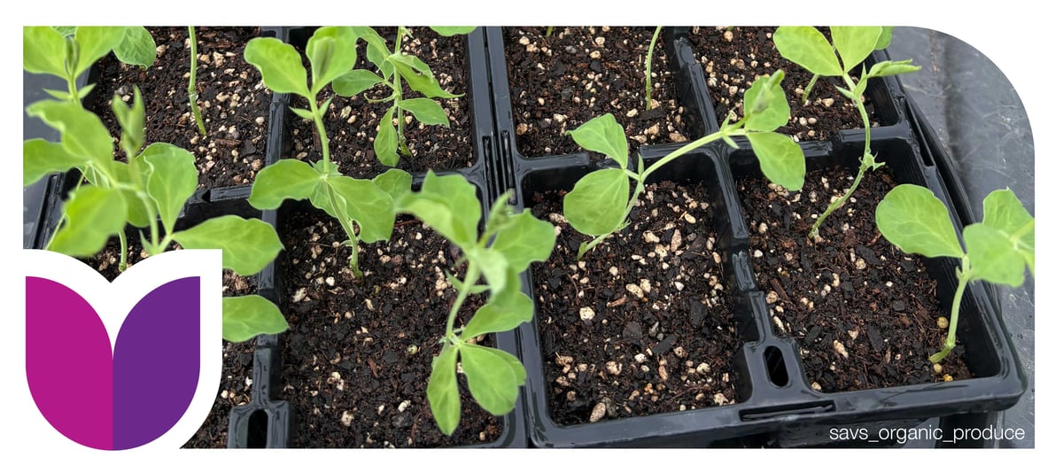 August-Seed-Sowing