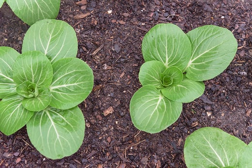 Bok choy