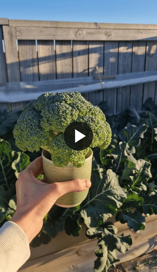 Broccoli-with-play-button