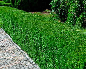 Buxus Hedge Green