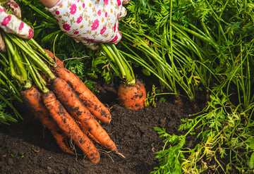 Carrot harvest
