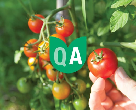 Cherry Tomatoes