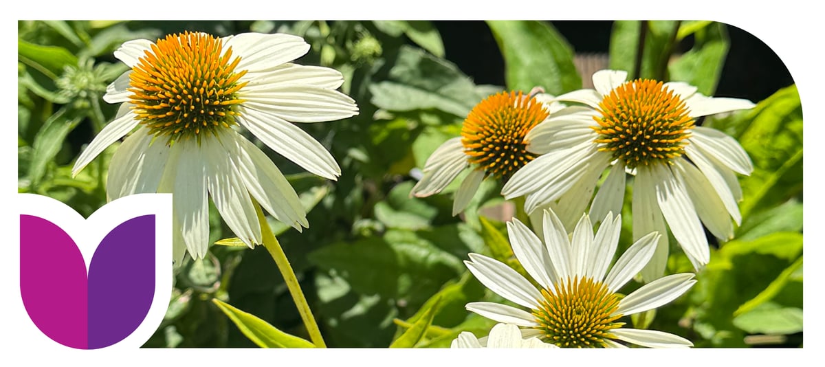 Echinacea