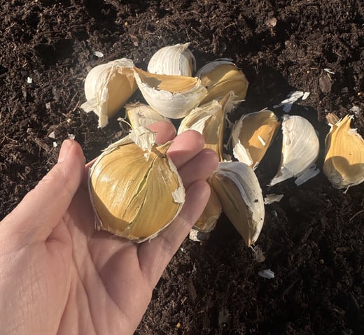 Elephant garlic clove