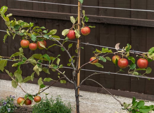 Espalier apple tree sm