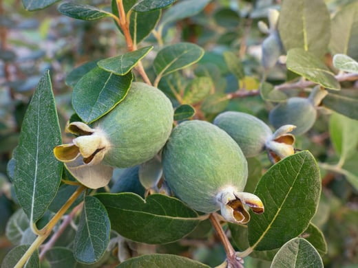 Feijoas-3