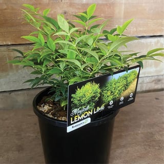 From Growers to Your Garden 2