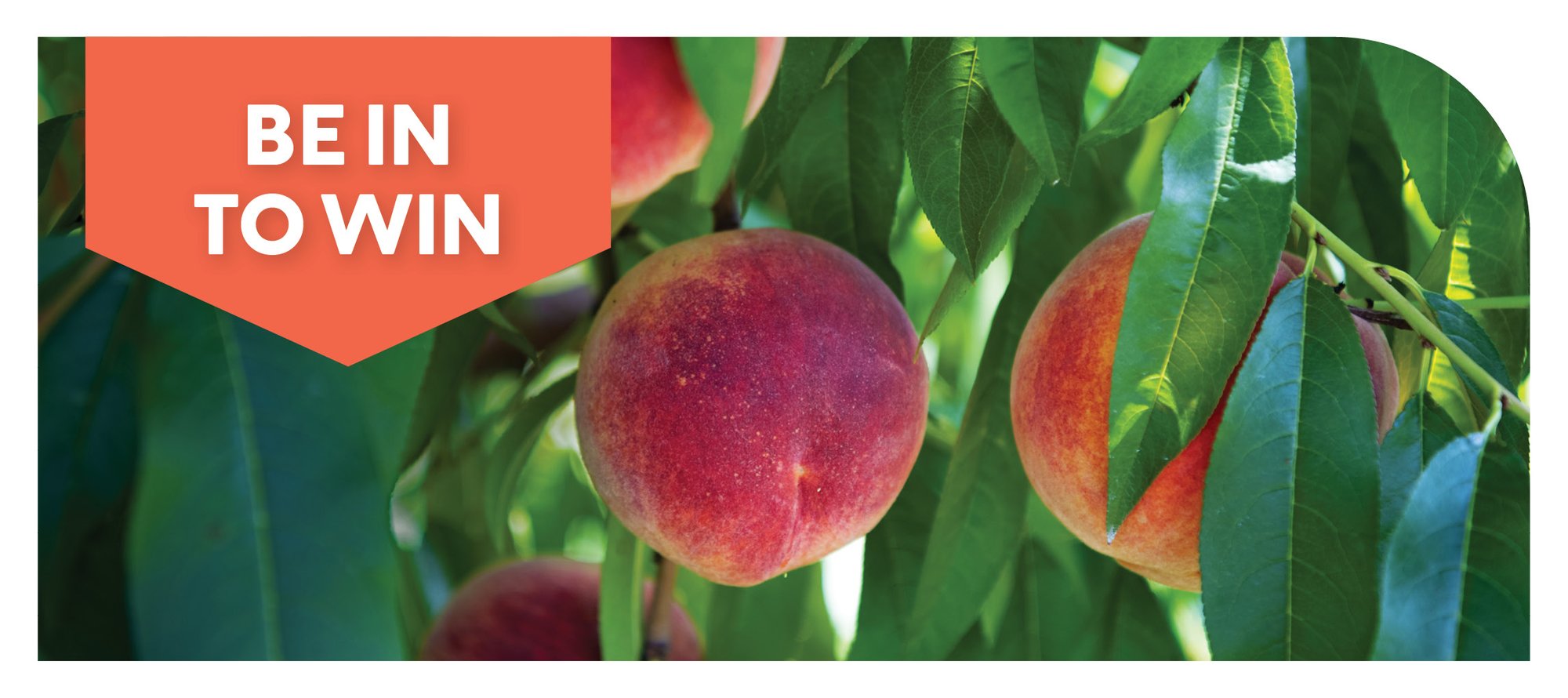 Fruit tree banner Fruit tree banner