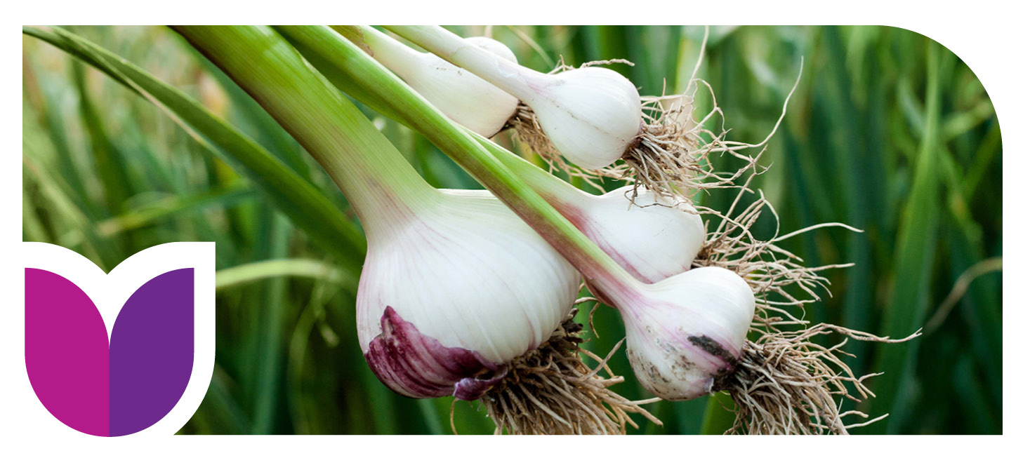 Garlic Banner
