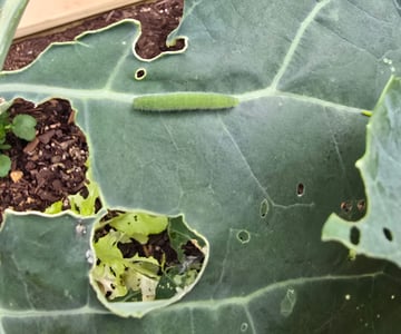 Green-Caterpillar