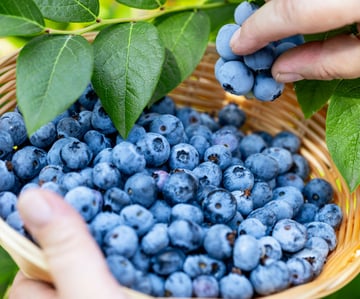 Harvesting-Blueberries