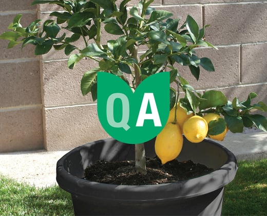 Lemon QA-1