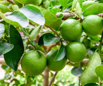 Lime-Tree