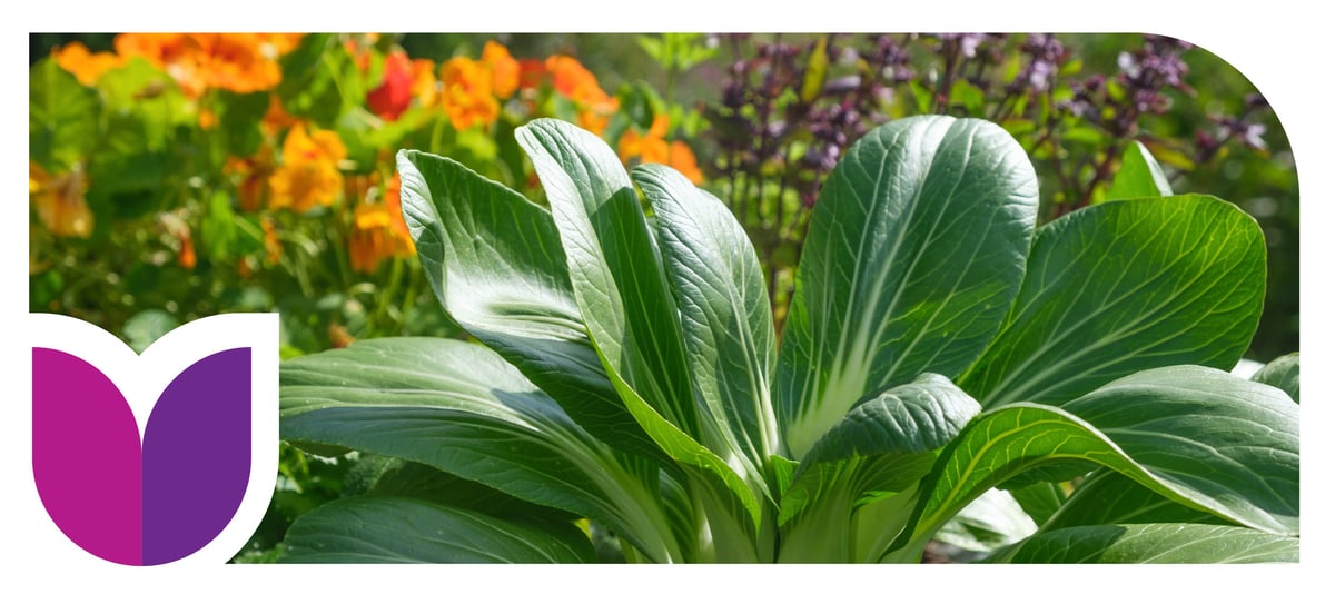 Pak choi and flowers