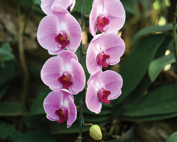 Phalaenopsis