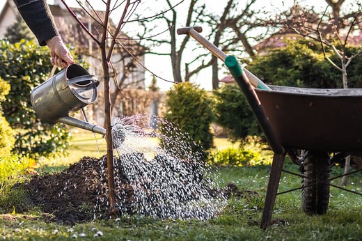 Planting fruit tree