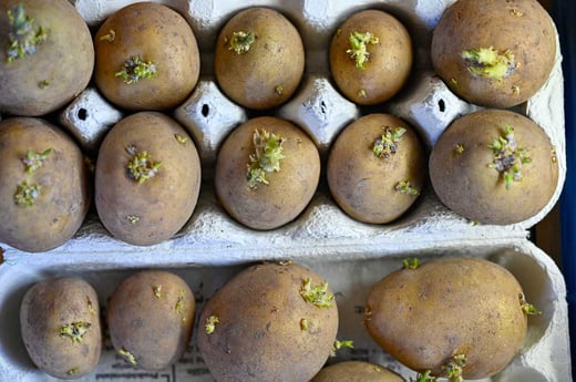 Potato-chitting
