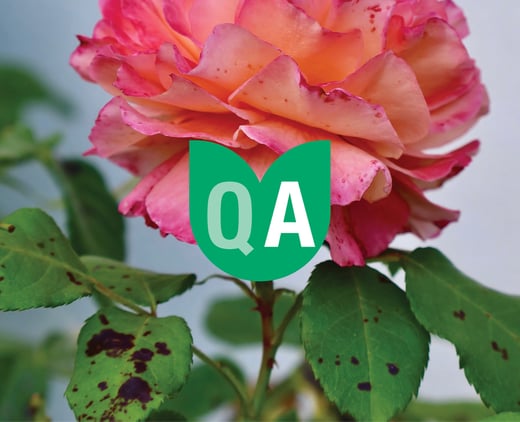 Rose Black Spot QA