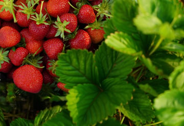 Strawberries