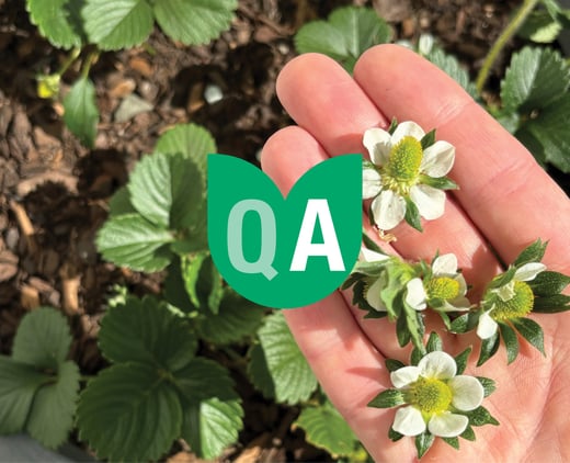 Strawberry Flowers QA