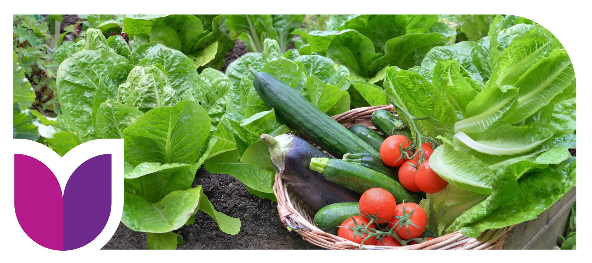 Veggie Planting Pack Banner