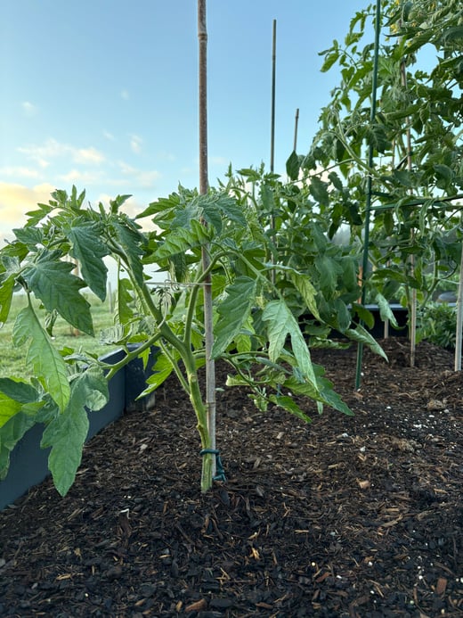 sav organic